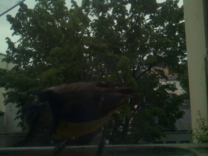 bird_20260517_082605_832_burst6_motion2142_conf0.00_bestnone.jpg