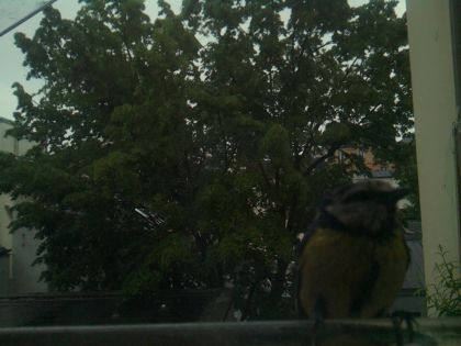 bird_20260517_082623_202_burst0_motion2651_conf0.83_bestbird.jpg