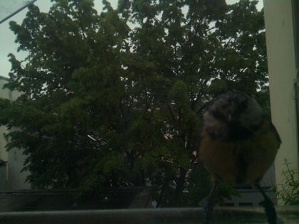bird_20260517_082628_650_burst1_motion2651_conf0.00_bestnone.jpg