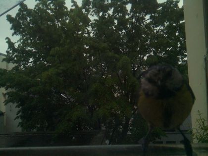 bird_20260517_082634_469_burst2_motion2651_conf0.00_bestnone.jpg