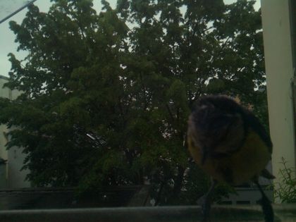 bird_20260517_082640_292_burst3_motion2651_conf0.52_bestcat.jpg