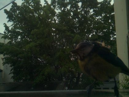 bird_20260517_082652_185_burst5_motion2651_conf1.00_bestbird.jpg