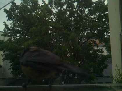 bird_20260517_082658_242_burst6_motion2651_conf0.00_bestnone.jpg