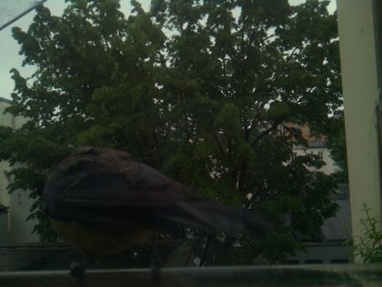 bird_20260517_082704_115_burst7_motion2651_conf0.00_bestnone.jpg