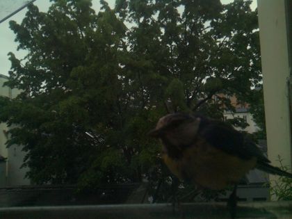 bird_20260517_082732_818_burst0_motion1259_conf0.97_bestbird.jpg