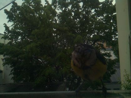bird_20260517_082738_149_burst1_motion1259_conf0.96_bestbird.jpg