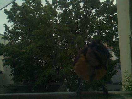 bird_20260517_082743_839_burst2_motion1259_conf0.52_bestbird.jpg