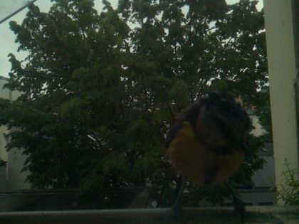 bird_20260517_082749_721_burst3_motion1259_conf0.96_bestbird.jpg