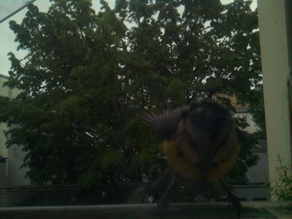 bird_20260517_082755_473_burst4_motion1259_conf0.00_bestnone.jpg