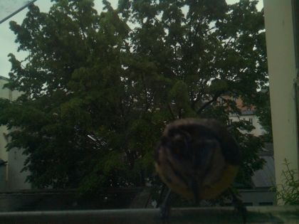 bird_20260517_082801_381_burst5_motion1259_conf0.00_bestnone.jpg