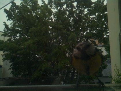 bird_20260517_082944_511_burst0_motion1464_conf0.43_bestbird.jpg