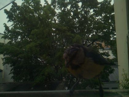 bird_20260517_082949_696_burst1_motion1464_conf0.60_bestbird.jpg
