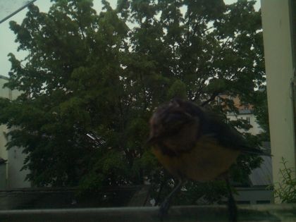 bird_20260517_082955_266_burst2_motion1464_conf0.87_bestbird.jpg