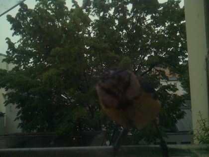 bird_20260517_083012_608_burst5_motion1464_conf0.30_bestcat.jpg