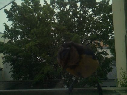 bird_20260517_083018_509_burst6_motion1464_conf0.45_bestcat.jpg