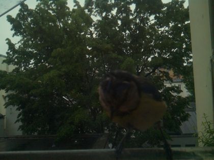 bird_20260517_083024_382_burst7_motion1464_conf0.49_bestbird.jpg