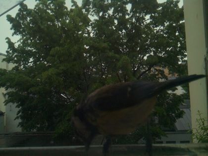 bird_20260517_083113_625_burst0_motion3240_conf0.40_bestbird.jpg
