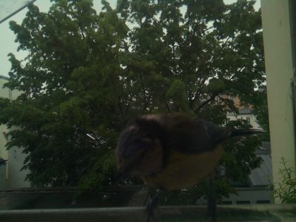 bird_20260517_083118_972_burst1_motion3240_conf0.59_bestcat.jpg