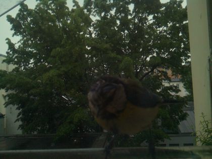 bird_20260517_083124_514_burst2_motion3240_conf0.34_bestbird.jpg