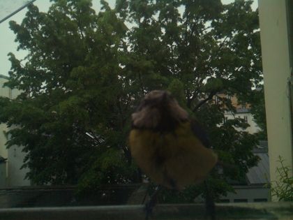 bird_20260517_083130_231_burst3_motion3240_conf0.98_bestbird.jpg
