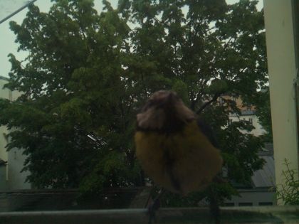 bird_20260517_083135_995_burst4_motion3240_conf0.96_bestbird.jpg