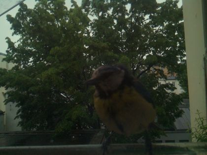 bird_20260517_083141_796_burst5_motion3240_conf1.00_bestbird.jpg