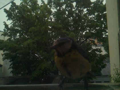 bird_20260517_083147_595_burst6_motion3240_conf0.98_bestbird.jpg