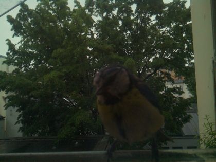 bird_20260517_083153_480_burst7_motion3240_conf0.98_bestbird.jpg