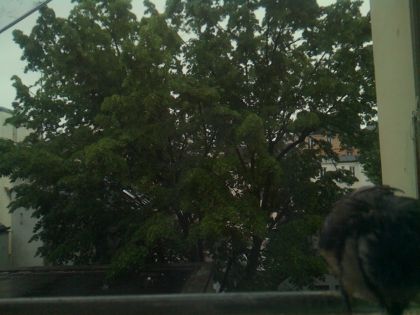 bird_20260517_083233_300_burst5_motion7482_conf0.26_bestdog.jpg