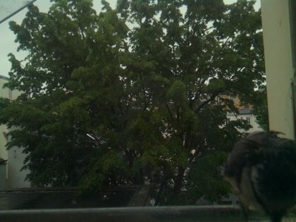 bird_20260517_083239_167_burst6_motion7482_conf0.65_bestbird.jpg
