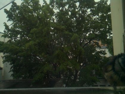 bird_20260517_083310_947_burst1_motion4749_conf0.00_bestnone.jpg