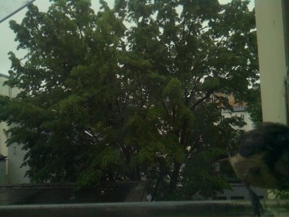 bird_20260517_083316_676_burst2_motion4749_conf0.00_bestnone.jpg