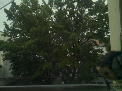 bird_20260517_083322_552_burst3_motion4749_conf0.62_bestcat.jpg
