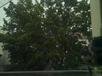 bird_20260517_083328_354_burst4_motion4749_conf0.25_bestbird.jpg
