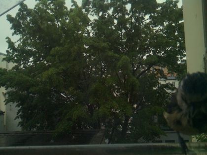 bird_20260517_083334_237_burst5_motion4749_conf0.29_bestbird.jpg