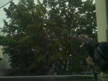 bird_20260517_083340_137_burst6_motion4749_conf0.60_bestcat.jpg