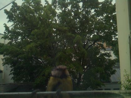bird_20260517_083433_037_burst0_motion2125_conf0.27_bestperson.jpg