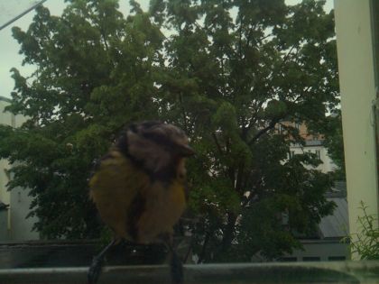 bird_20260517_083438_346_burst1_motion2125_conf0.82_bestcat.jpg