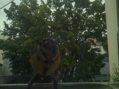 bird_20260517_083449_689_burst3_motion2125_conf0.00_bestnone.jpg