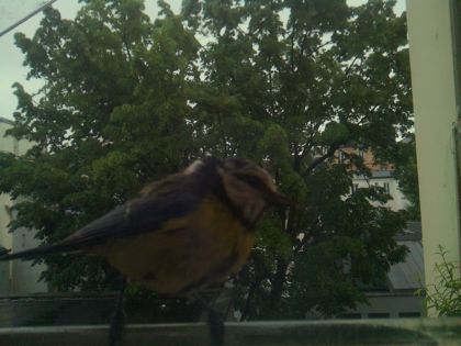 bird_20260517_083455_478_burst4_motion2125_conf1.00_bestbird.jpg