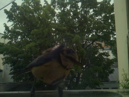 bird_20260517_083507_204_burst6_motion2125_conf0.90_bestcat.jpg