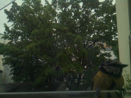 bird_20260517_083550_157_burst0_motion9802_conf0.42_bestcat.jpg
