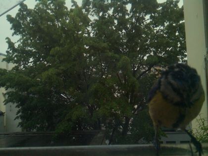 bird_20260517_083555_492_burst1_motion9802_conf0.64_bestbird.jpg