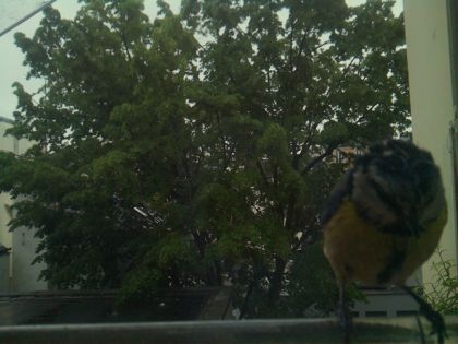 bird_20260517_083601_250_burst2_motion9802_conf0.39_bestbird.jpg