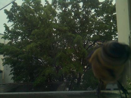 bird_20260517_083607_008_burst3_motion9802_conf0.85_bestdog.jpg