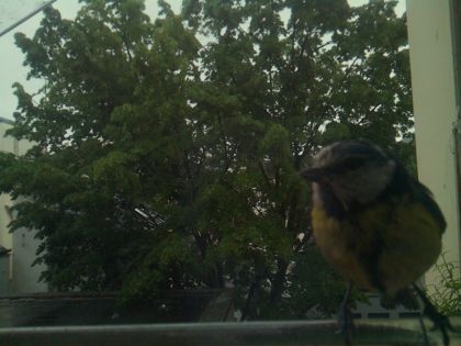 bird_20260517_083612_798_burst4_motion9802_conf0.99_bestbird.jpg