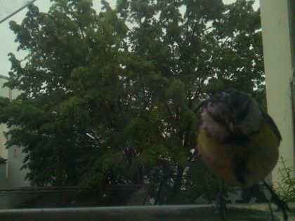 bird_20260517_083618_729_burst5_motion9802_conf0.55_bestbird.jpg
