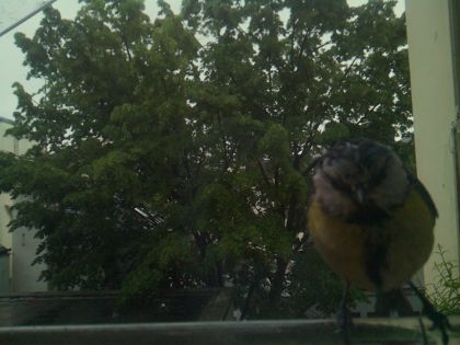 bird_20260517_083624_655_burst6_motion9802_conf0.51_bestbird.jpg