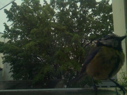 bird_20260517_083630_517_burst7_motion9802_conf0.99_bestbird.jpg