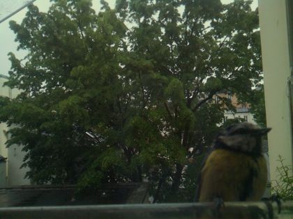 bird_20260517_083729_720_burst0_motion7496_conf0.61_bestcat.jpg